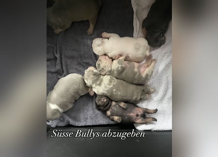 Süsse Französische Bulldoggenbabies sind da!
