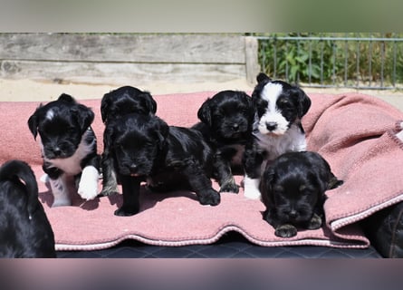 bezaubernde Tibet Terrier Welpen aus liebevoller Zucht dürfen Ende Juli ausziehen..