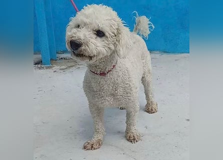 (R) ❤️ lieber kleiner DARI - 4 Jahre, 30cm/9kg - Bichon-Mischling