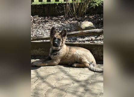 Altdeutsche Schäferhunde