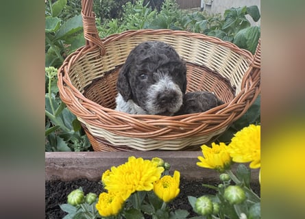 Lagotto Romagnolo / Wasserhund/ Trüffel Suchhund