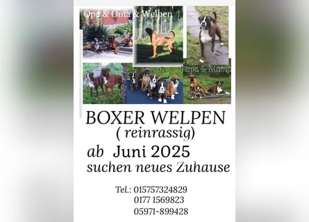 Kräftige BoxerWelpen (barfen + Natur Ernährung)