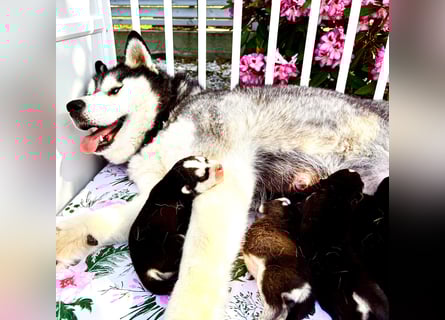 FCI Pedigree Blue Eyed Black & White Siberian Husky Champion Puppy