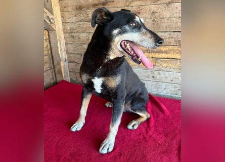 JANOSCH - traurige Geschichte - 13 Jahre, 45cm/15kg - Mischling