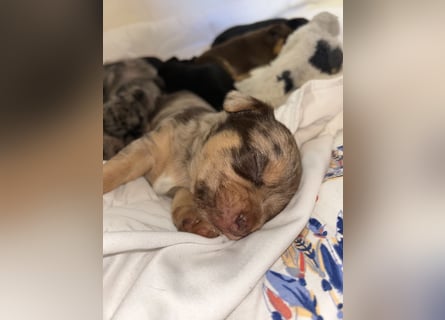 Chihuahua mix Welpen