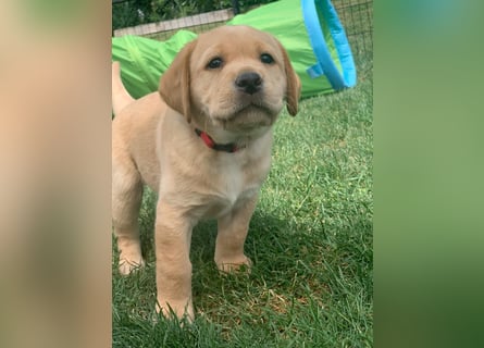 Reinrassige Labrador Welpen m.P. aus liebevoller Zucht