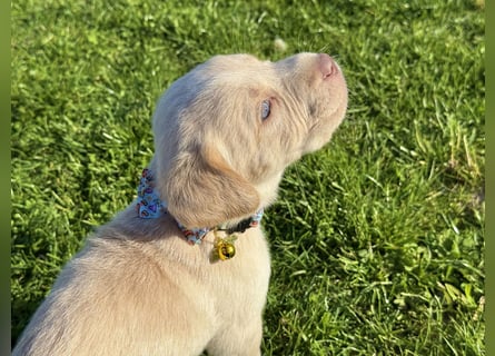 Labrador Welpen Arbeitslinie Silber Weiß Rüde Hündin Düsseldorf