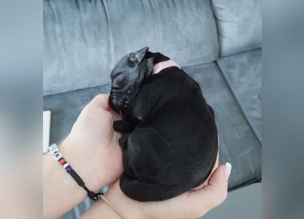 Riesenschnauzer Schwarz