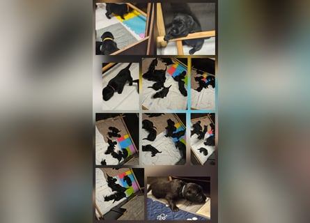 Riesenschnauzer schwarz Welpen des A-Wurf's am 02.07.25 gefallen