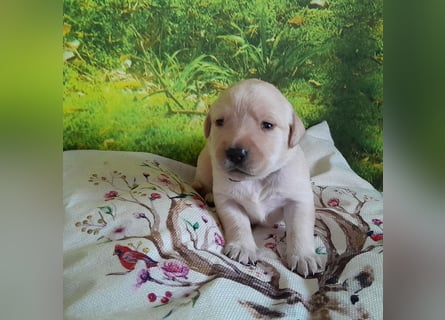 Reinrassige Labradorwelpen
