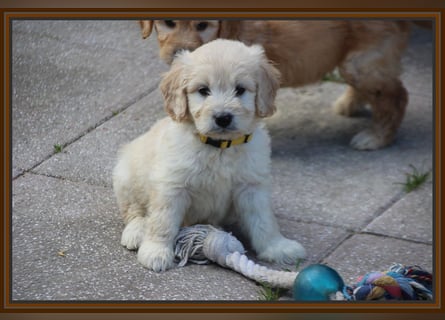 GOLDENDOODLE Traum ! Bezaubernde Welpen aus langjähriger+überprüfter Familienaufzucht.