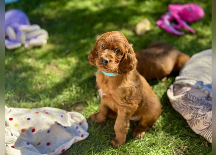 Irish Setter Welpen mit Papieren