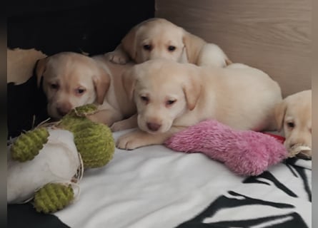 Wir haben ab 05.04. Reinrassige Labrador Welpen abzugeben