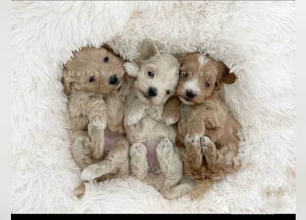 Traumhafte Maltipoo Welpen F1 Malteser Pudel