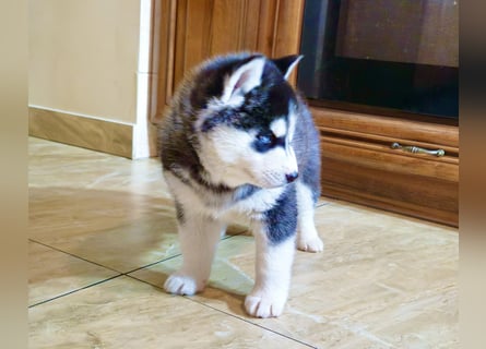 FCI Pedigree Blue Eyed Black & White Siberian Husky 