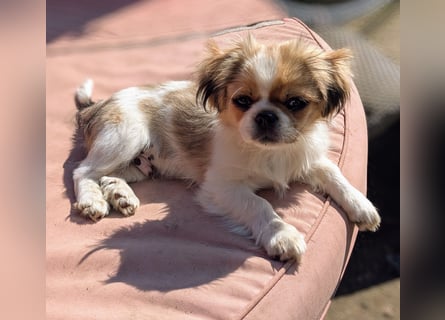 Welpe Traumhund, erzogen, sozialisiert, tolle Gene, schmusig, anhänglich, zauberhaft, Familienhund