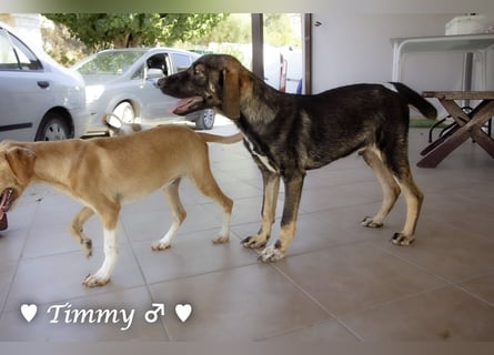 Adam, Ajax und Timmy suchen ein Zuhause