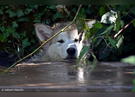 Zuchtstätte Silberglanz- C-Wurf / Alaskan Malamute Welpen - 3 Weibchen/2 Rüden