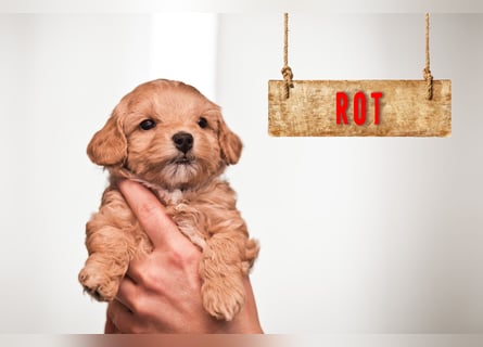 5 Wunderschöne Maltipoo-Welpen suchen ein neues, liebevolles Zuhause!