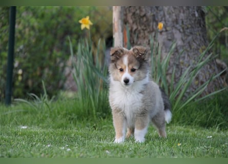 VDH Shelties / Sheltierüde sucht sein zu Hause