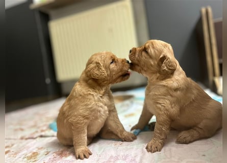 Labradoodle Welpen F1 in foxred/apricot