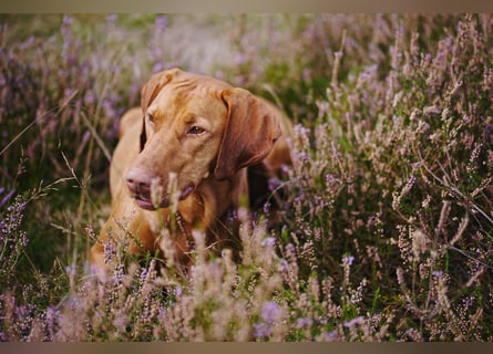 Wurfankündigung – Magyar Vizsla Welpen