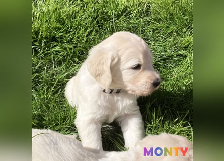 Goldendoodle & Labradoodle Labrador+Golden+Retriever+Pudel Welpen