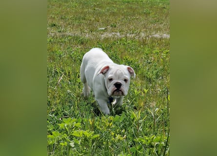 Englische Bulldoggen welpen Top Pedigree FCI