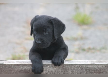 Labrador Welpen