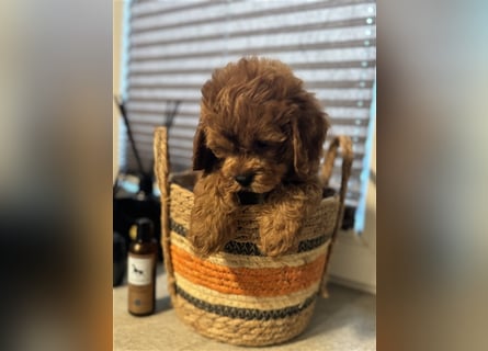 Cockapoo. F1 American Wurfankündigung Mai 2025