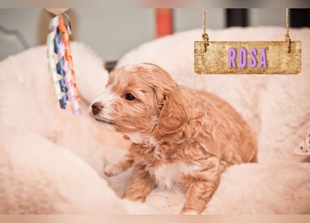 5 Wunderschöne Maltipoo-Welpen suchen ein neues, liebevolles Zuhause!