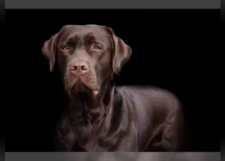 Acht reinrassige Labrador Welpen auf dem Weg in ihr neues Leben...