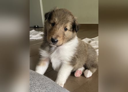Lang- und Kurzhaar- Collie- Welpen