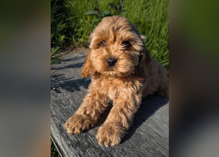 Wunderschöne Cockapoo-Welpen