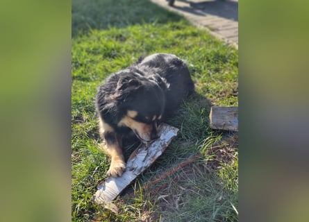 2 liebevolle Hunde abzugeben