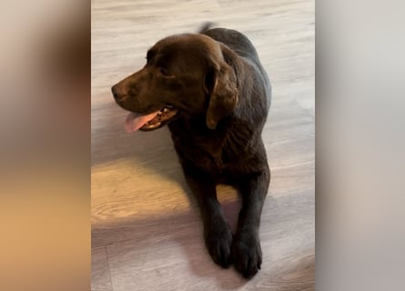 Labrador Retriever Labbi Welpen