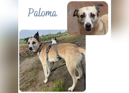 PALOMA wartet in 41379 Brüggen