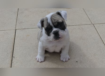 Zuckersüße Freiatmige Bulldoggenwelpen