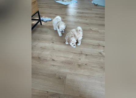 Maltipoo Welpen noch eine Hündin!