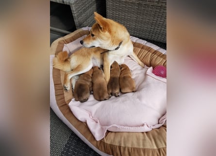 Wurfankündigung - Oktober 24 - Reinrassige Shiba - Inu Welpen! Langjährige Shiba-Liebe!