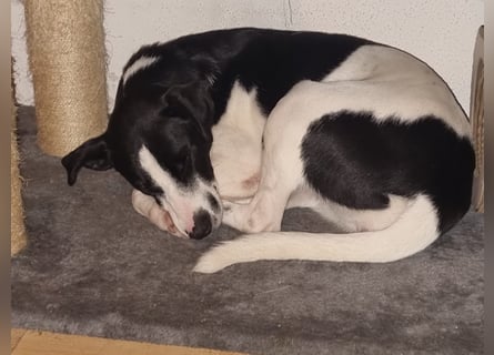 Perdi: lebensfrohes Powerpaket in 66954 Pirmasens
