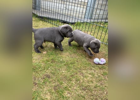Labrador Retriever chacoral/Silber