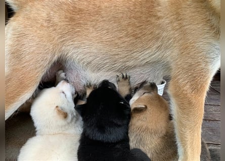 Wurfankündigung - Oktober 24 - Reinrassige Shiba - Inu Welpen! Langjährige Shiba-Liebe!