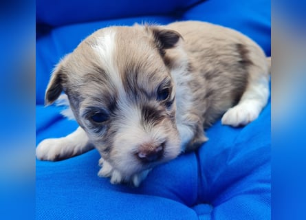 Bezaubernde Welpen aus Bolonka Zwetna und Pomeranian (Zwergspitz)