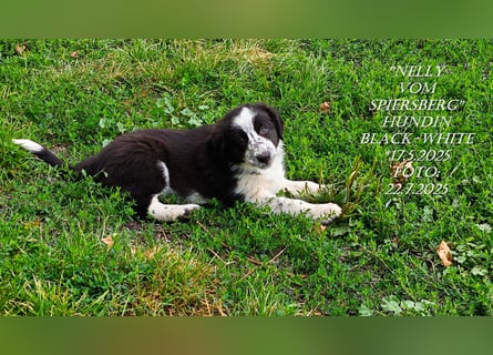 Border Collie-Welpen , black-,choco-,red-white und red-merle