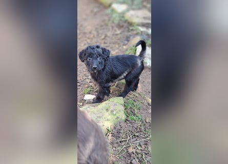 11 putzmuntere Aussiedoodles