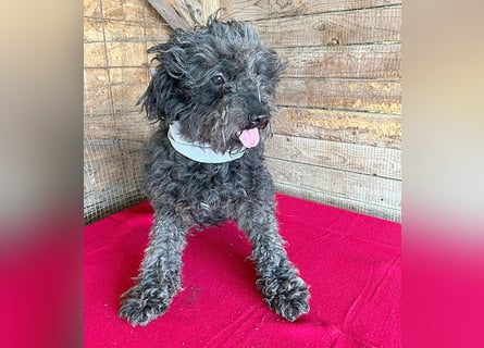 superlieber Kuschelhund MAILO - 2,5 Jahre, 45cm/14kg - Puli-Schnauzer-Mix