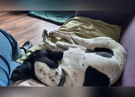 Sangria  - Pointer, lieb und verträglich, auch mit Katzen