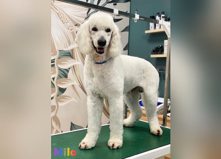 Goldendoodle & Labradoodle Labrador+Golden+Retriever+Pudel Welpen