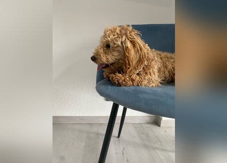 Wunderschöne Mini/Medium Goldendoodle Hündin (max.40cm) in Apricot/Rot zu verkaufen 6 Monate alt